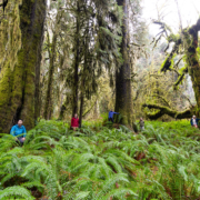 Mossome-Grove-Jan-2026-61