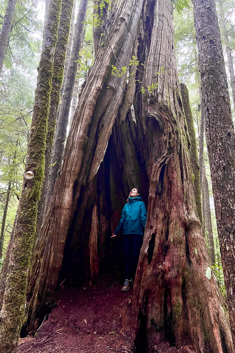ancient-cedars-loop-trail-ucluelet-6216 Ancient Cedars Loop Trail – Ucluelet