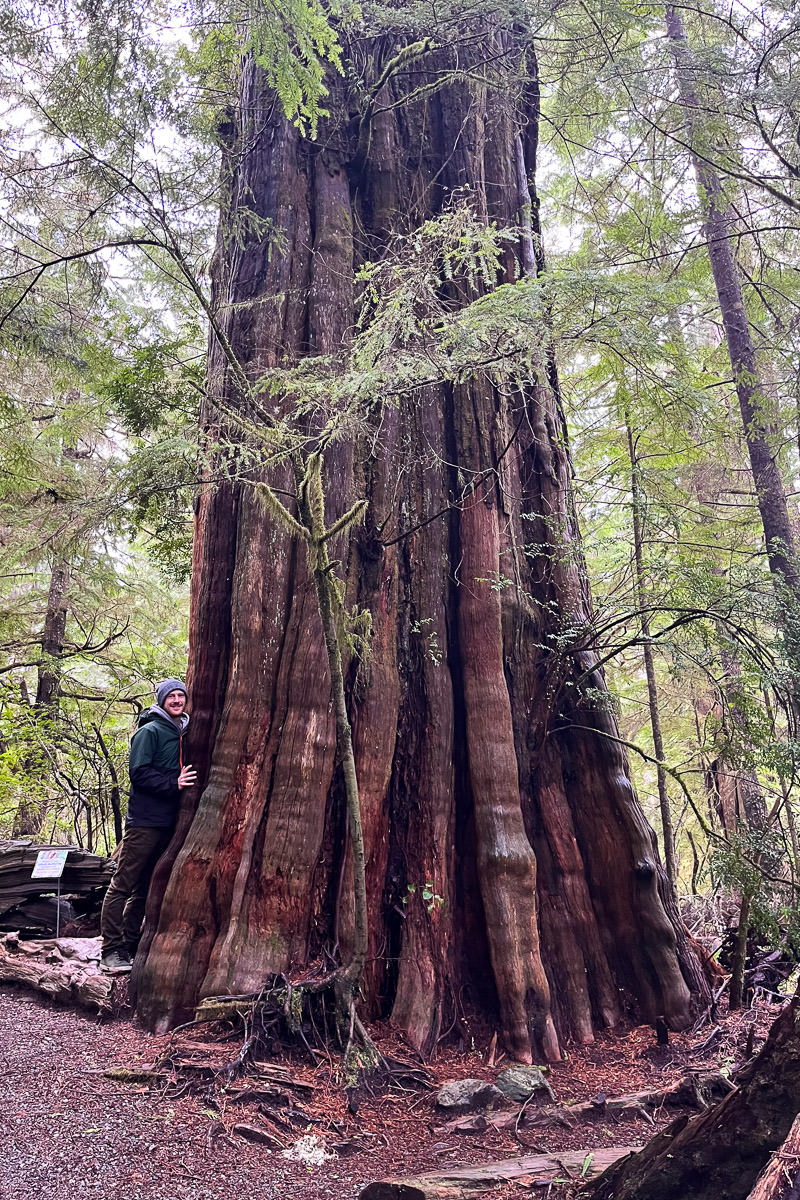 ancient-cedars-loop-trail-ucluelet-6220 Ancient Cedars Loop Trail – Ucluelet