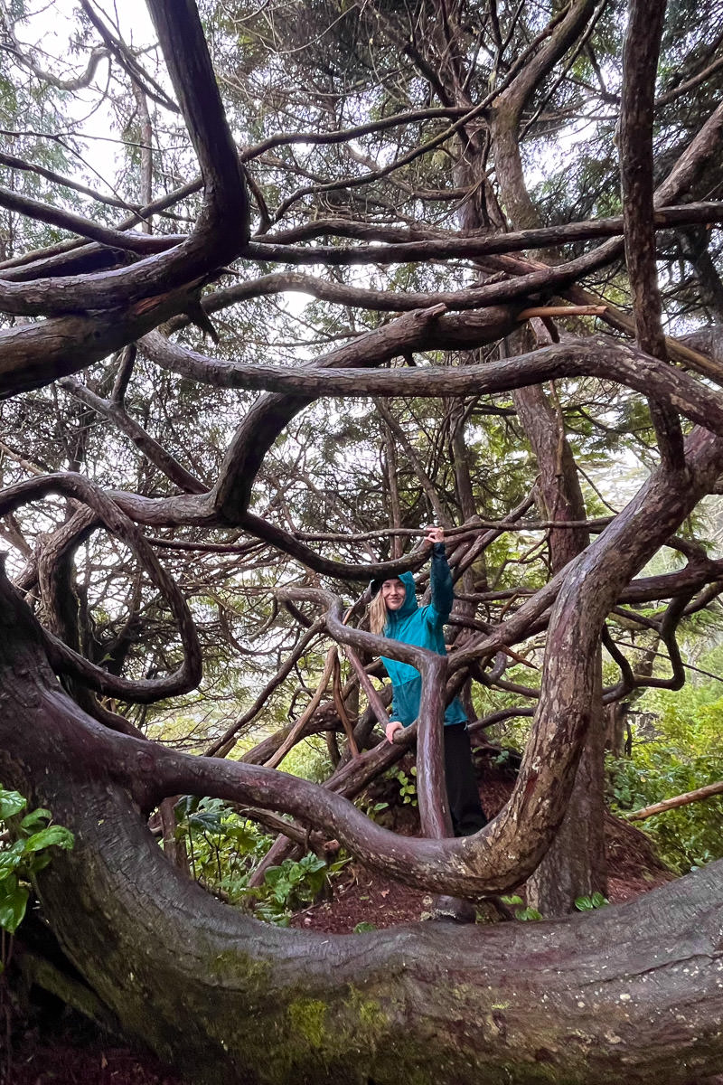 ancient-cedars-loop-trail-ucluelet-6224 Ancient Cedars Loop Trail – Ucluelet