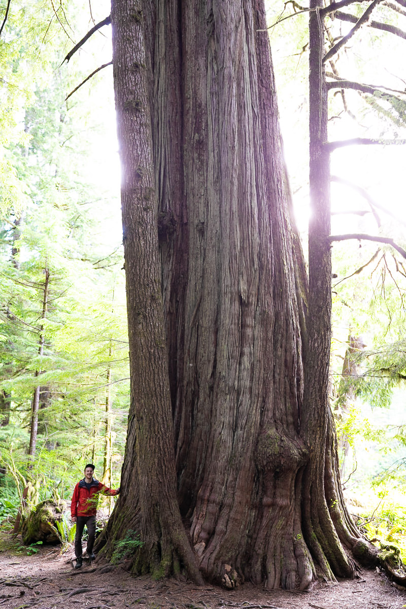 canoe-creek-cedar-trail-1200px-1 Giant Cedar Trail – Canoe Creek