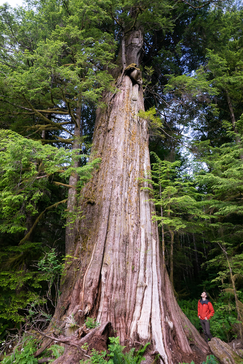 canoe-creek-cedar-trail-1200px-3 Giant Cedar Trail – Canoe Creek