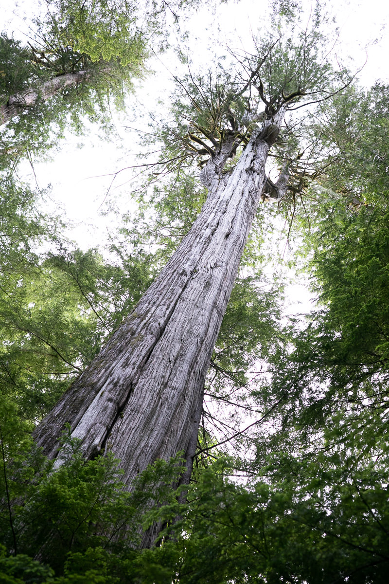 canoe-creek-cedar-trail-1200px-5 Giant Cedar Trail – Canoe Creek