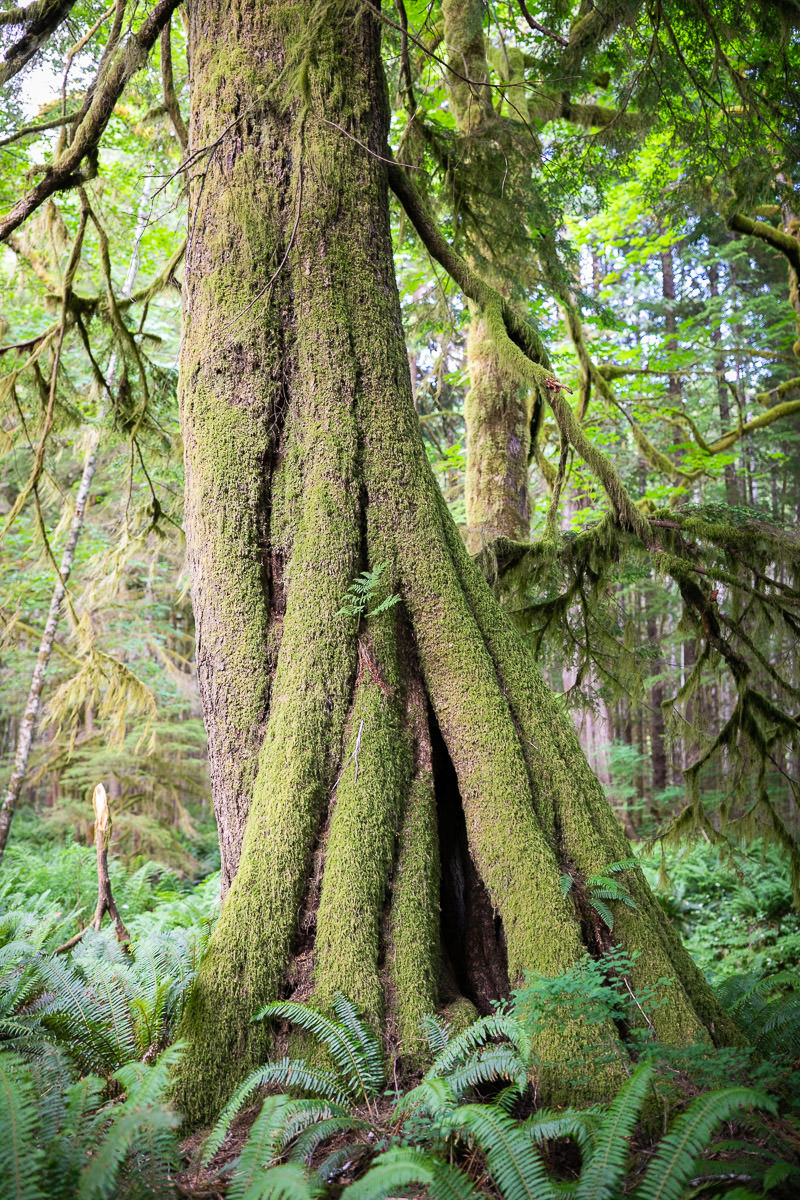 canoe-creek-cedar-trail-1200px-7 Giant Cedar Trail – Canoe Creek