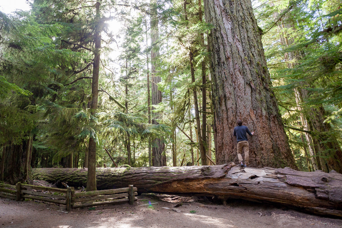 cathedral-grove-old-growth-forest-1200px-1 Cathedral Grove – Port Alberni