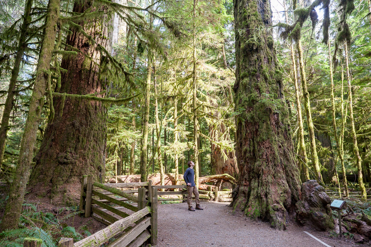 cathedral-grove-old-growth-forest-1200px-2 Cathedral Grove – Port Alberni