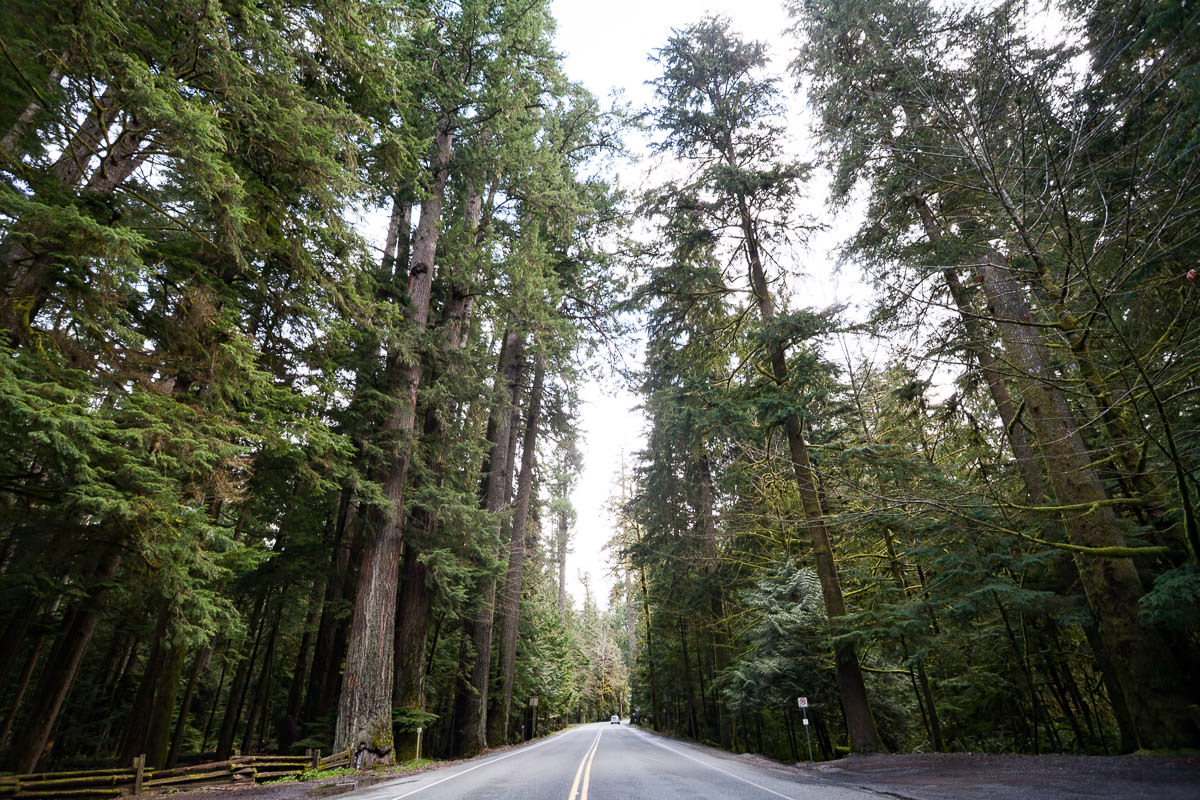 cathedral-grove-old-growth-forest-1200px-200 Cathedral Grove – Port Alberni