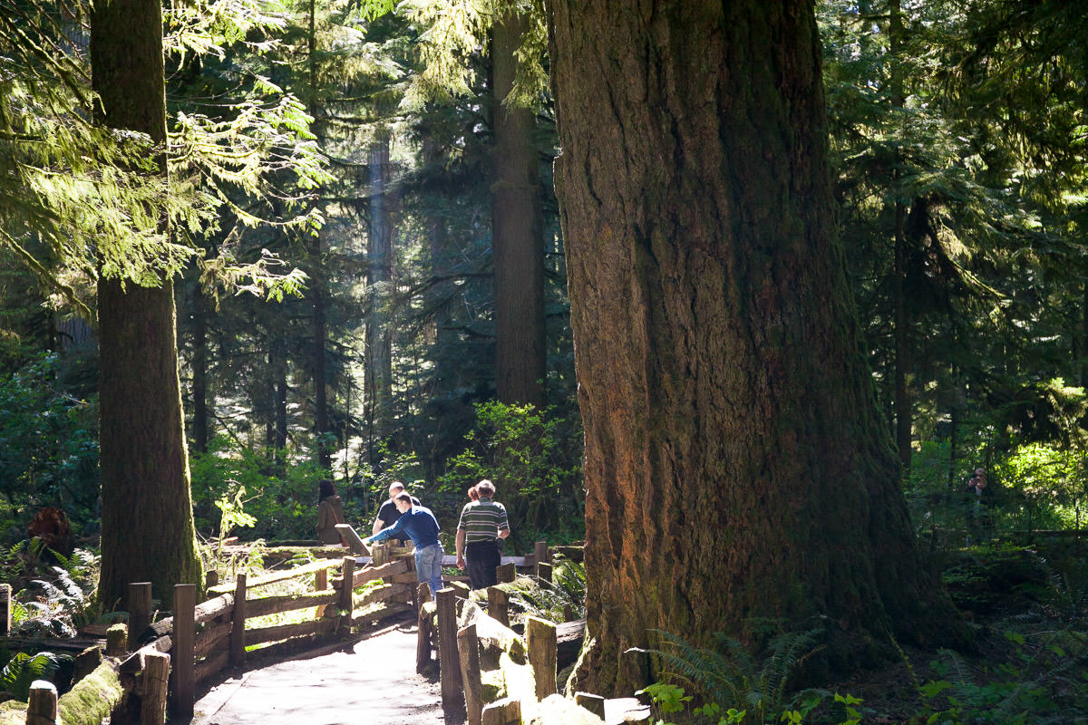 cathedral-grove-old-growth-forest-1200px-26 Cathedral Grove – Port Alberni