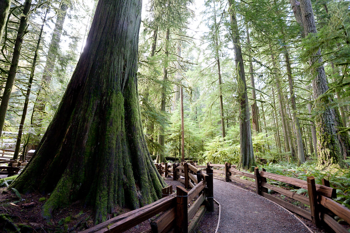cathedral-grove-old-growth-forest-1200px-3 Cathedral Grove – Port Alberni