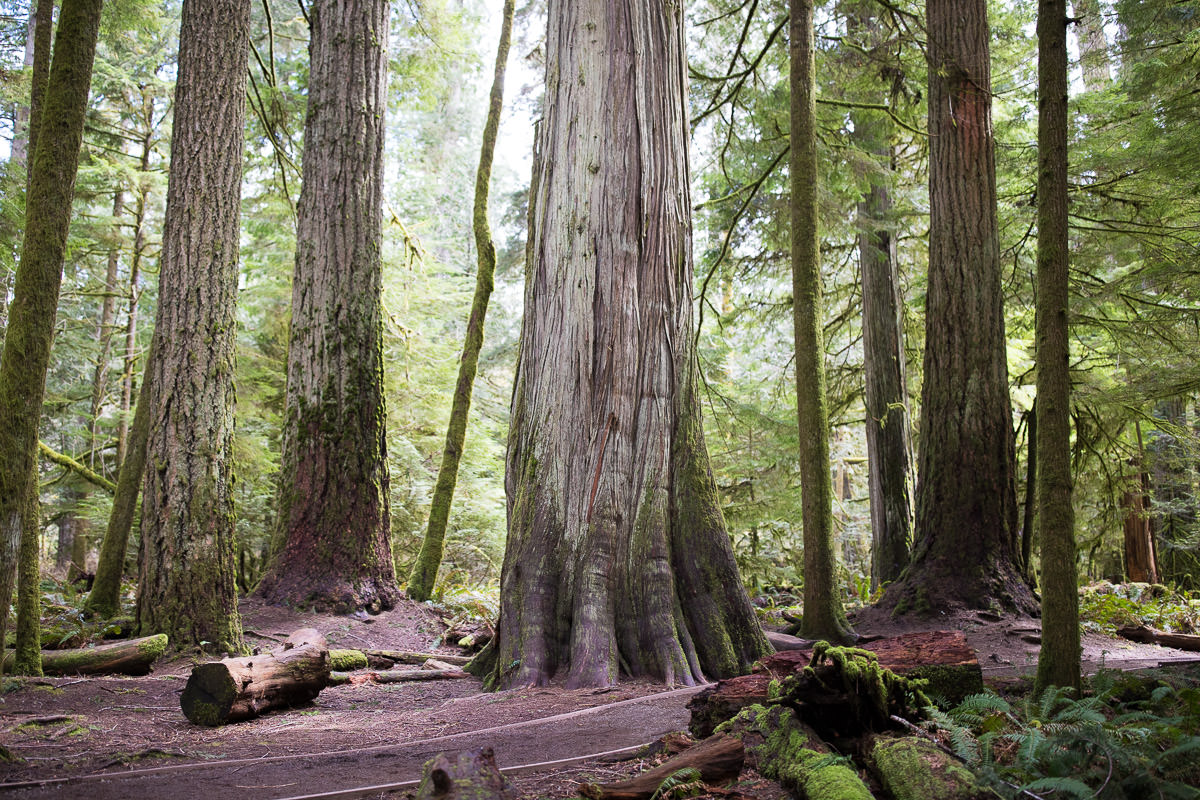 cathedral-grove-old-growth-forest-1200px-30 Cathedral Grove – Port Alberni