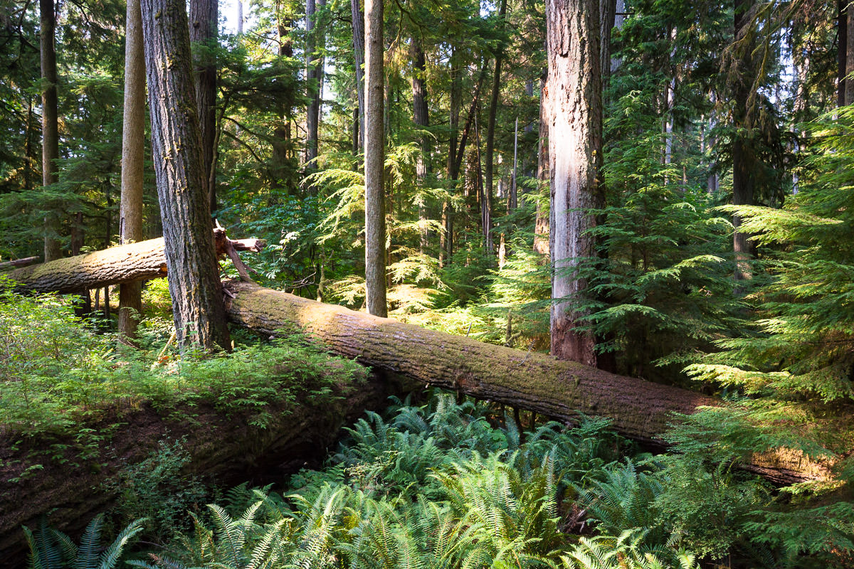 cathedral-grove-old-growth-forest-1200px-4 Cathedral Grove – Port Alberni