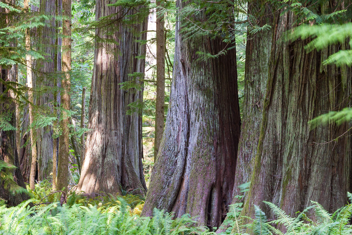 cathedral-grove-old-growth-forest-1200px-40 Cathedral Grove – Port Alberni