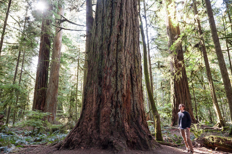 cathedral-grove-old-growth-forest-1200px-49