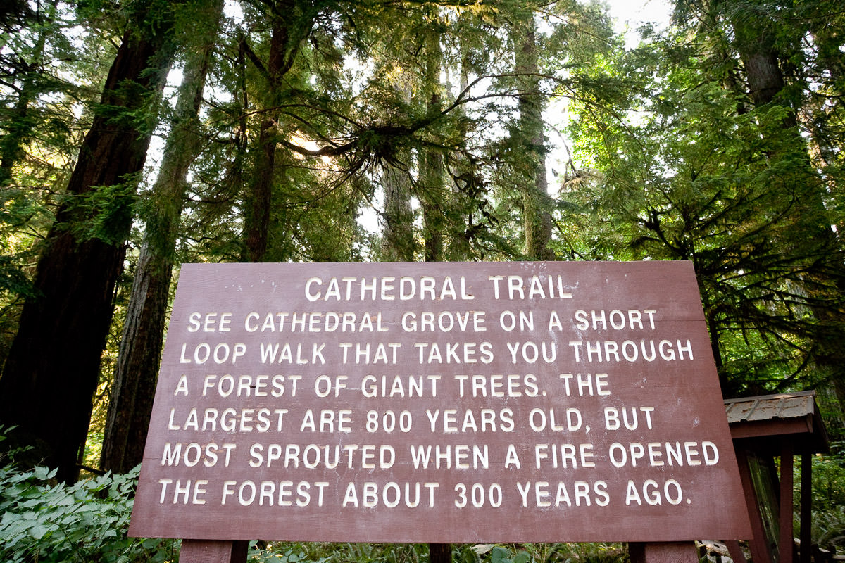 cathedral-grove-old-growth-forest-1200px-8 Cathedral Grove – Port Alberni