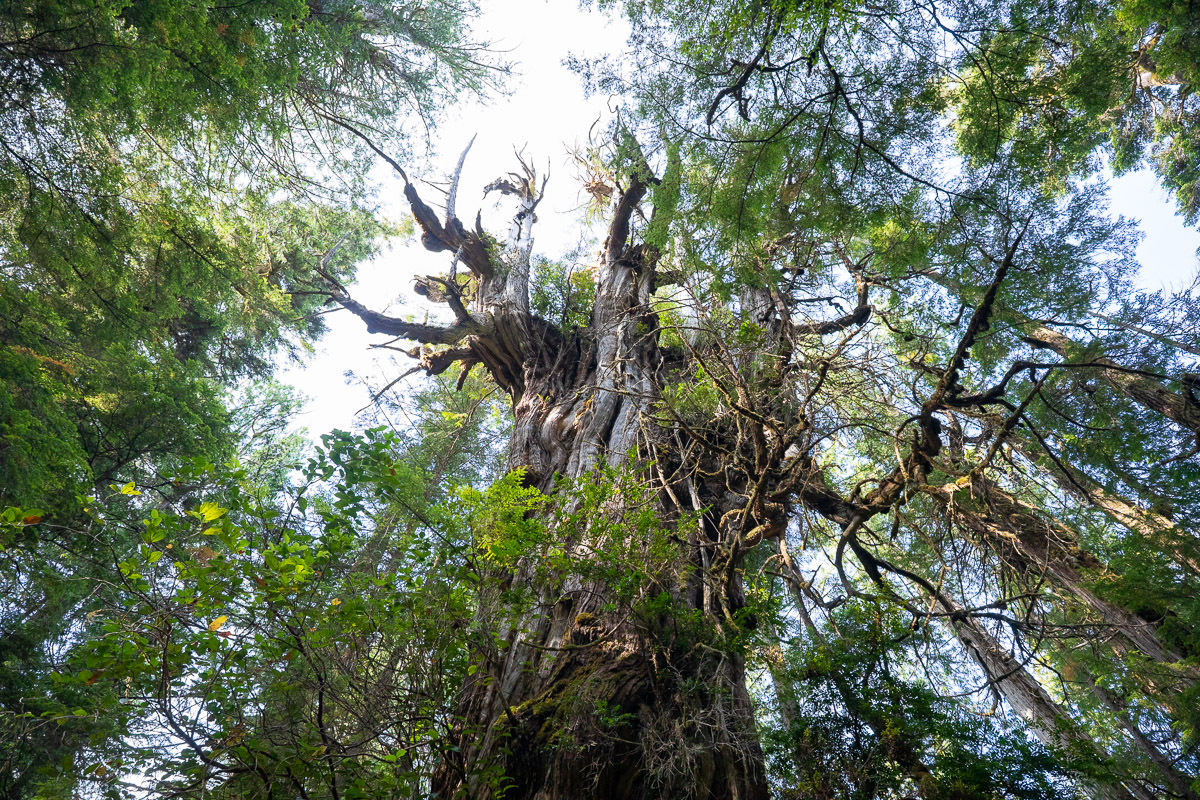 flores-island-wildside-trail-1200px-300 Wildside Trail – Flores Island