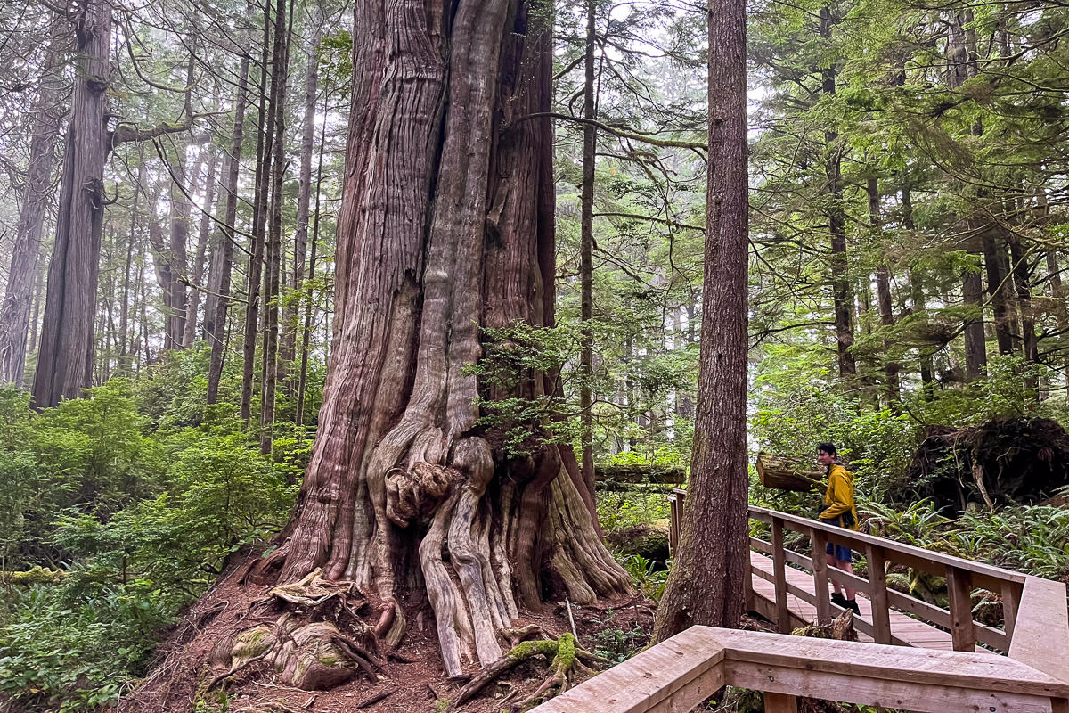 hotsprings-cove-old-growth-trail-1200px-1 Hot Springs Cove - Clayoquot Sound