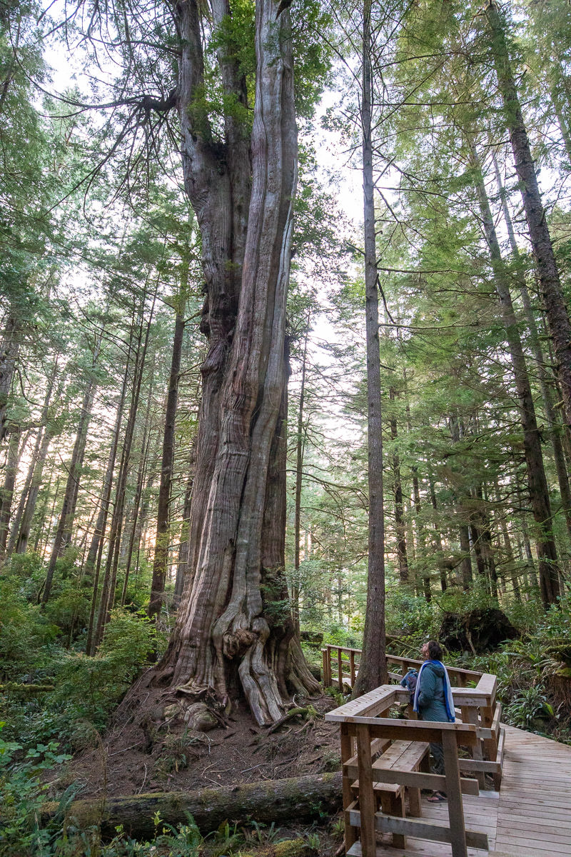 hotsprings-cove-old-growth-trail-1200px-V Hot Springs Cove - Clayoquot Sound