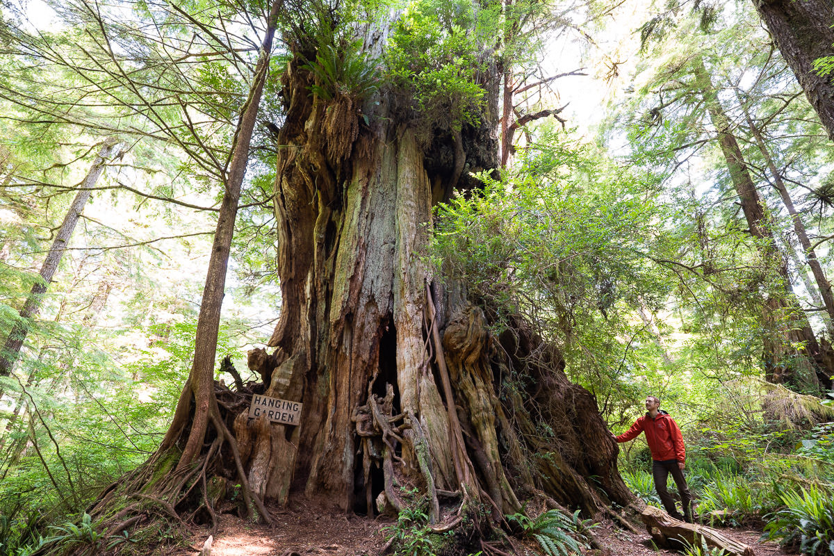 meares-island-big-tree-trail-tofino-1200px-1 Big Tree Trail – Meares Island
