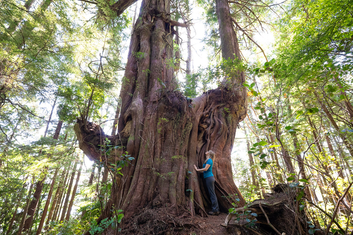meares-island-big-tree-trail-tofino-1200px-121 Big Tree Trail – Meares Island