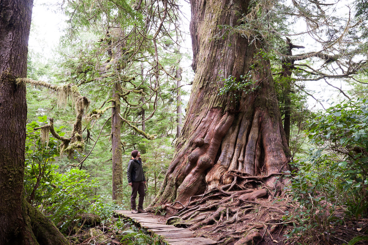 meares-island-big-tree-trail-tofino-1200px-2 Big Tree Trail – Meares Island