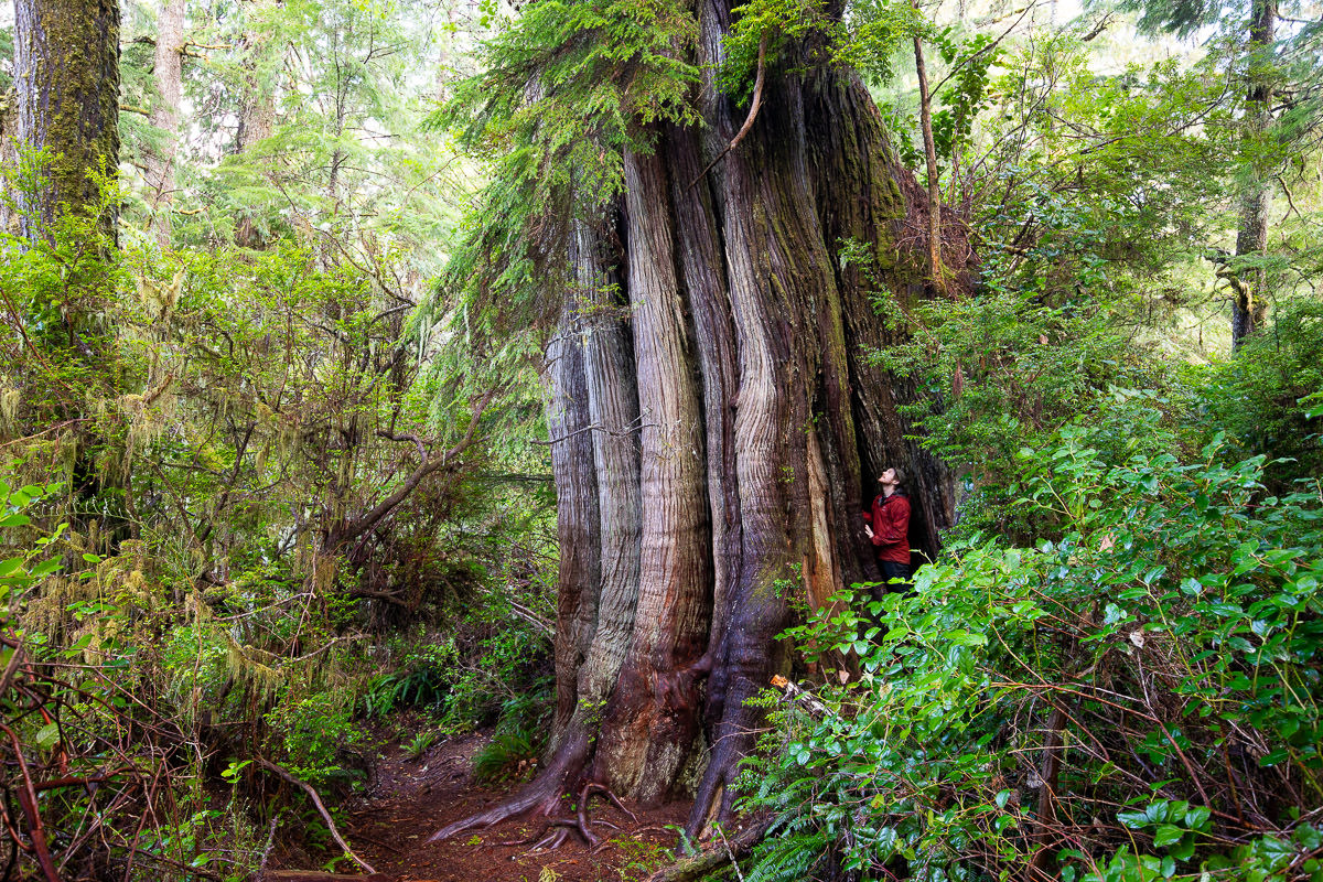 meares-island-big-tree-trail-tofino-1200px-216 Big Tree Trail – Meares Island