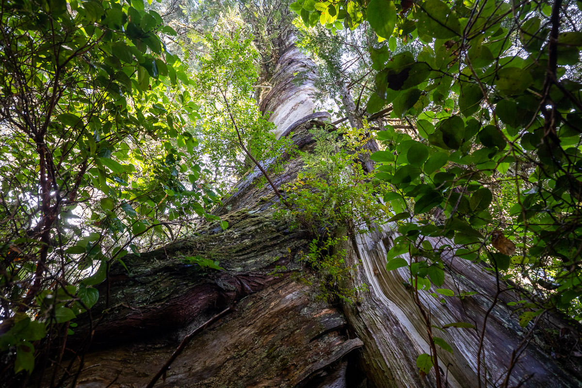 meares-island-big-tree-trail-tofino-1200px-222 Big Tree Trail – Meares Island