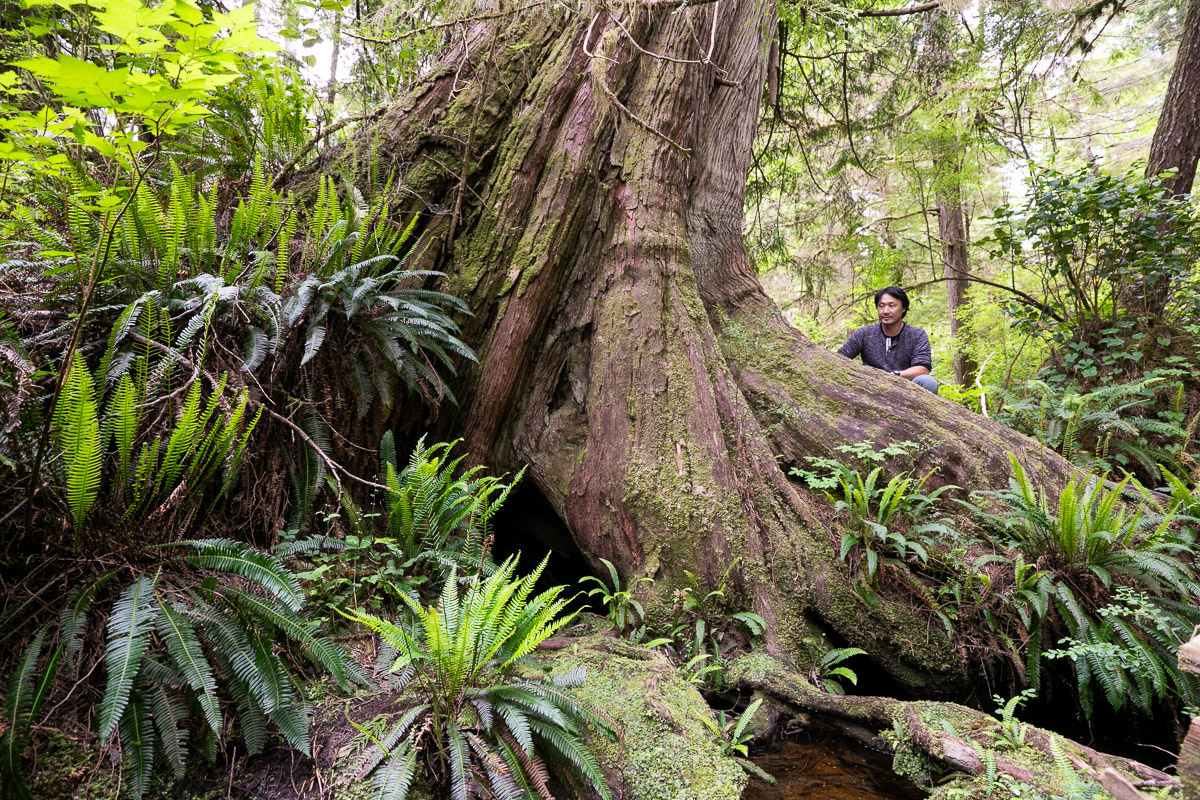 meares-island-big-tree-trail-tofino-1200px-34 Big Tree Trail – Meares Island