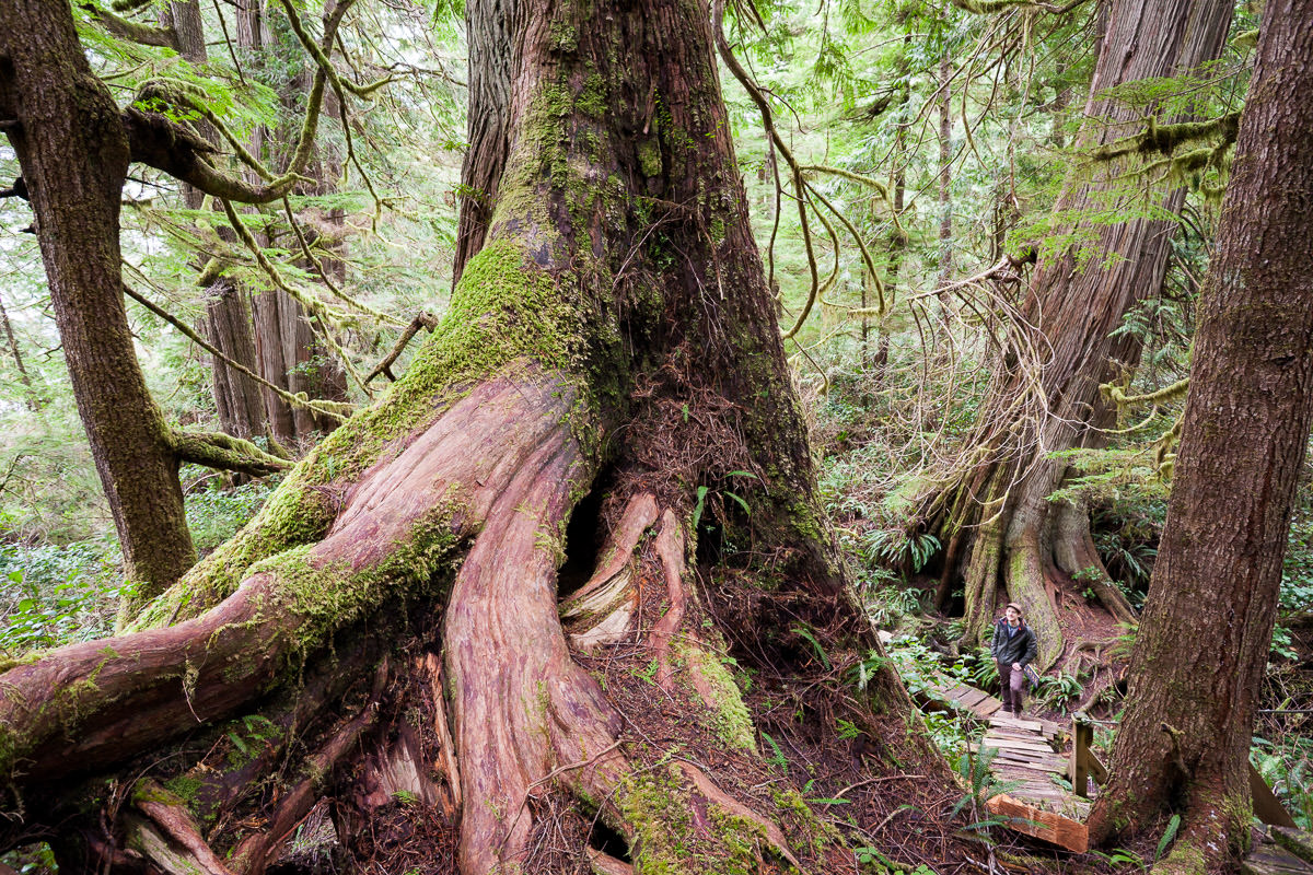 meares-island-big-tree-trail-tofino-1200px-5 Big Tree Trail – Meares Island