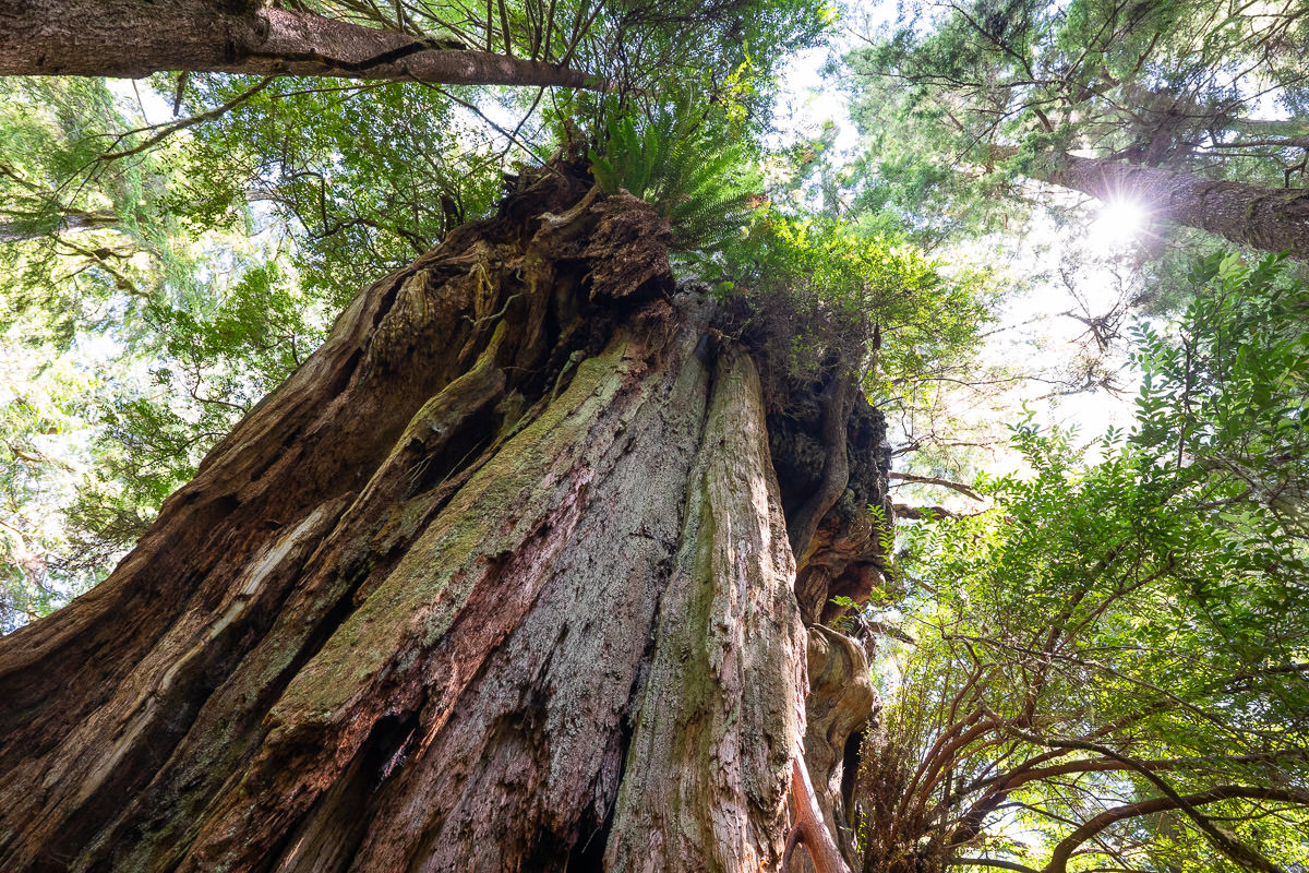meares-island-big-tree-trail-tofino-1200px-71 Big Tree Trail – Meares Island