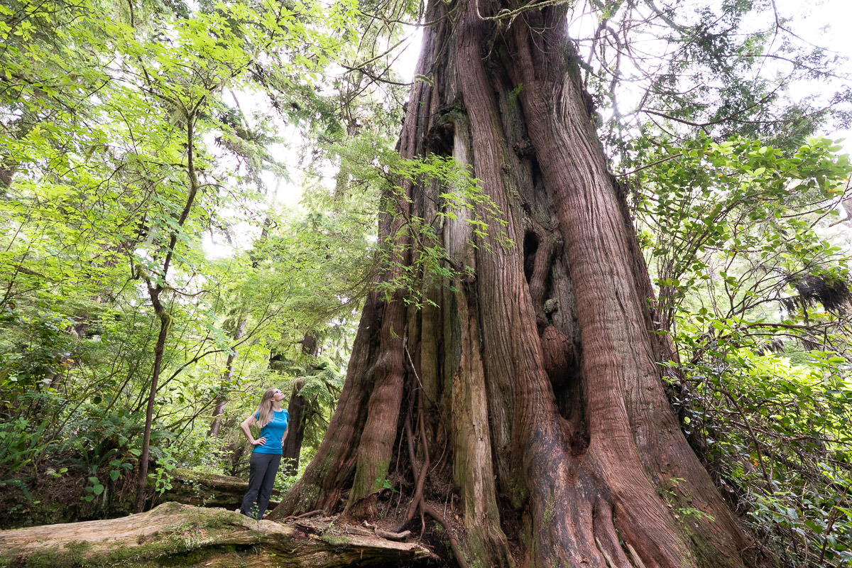 meares-island-big-tree-trail-tofino-1200px-8 Big Tree Trail – Meares Island