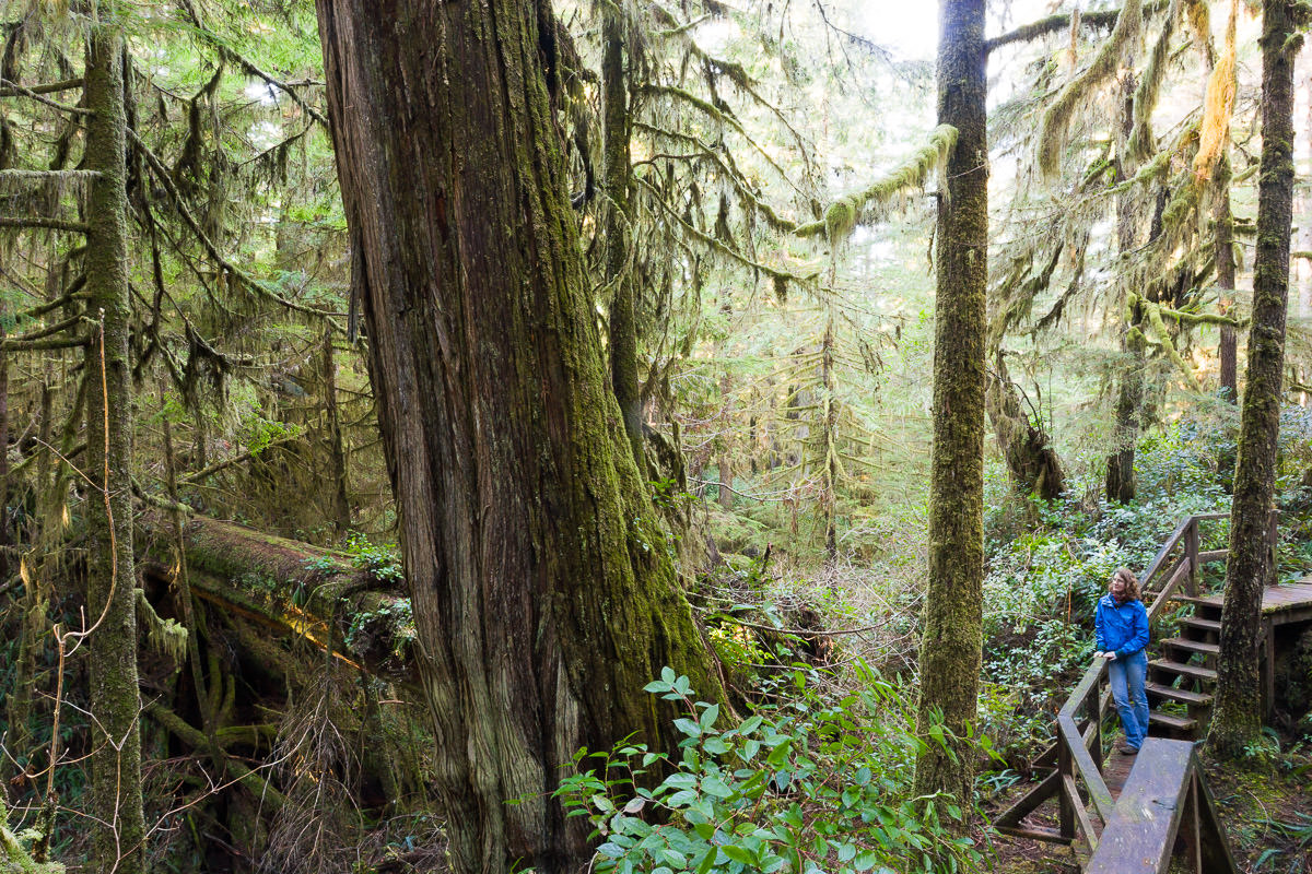 rainforest-trail-tofino-pacific-rim-1200px-1 Rainforest Trail – Tofino