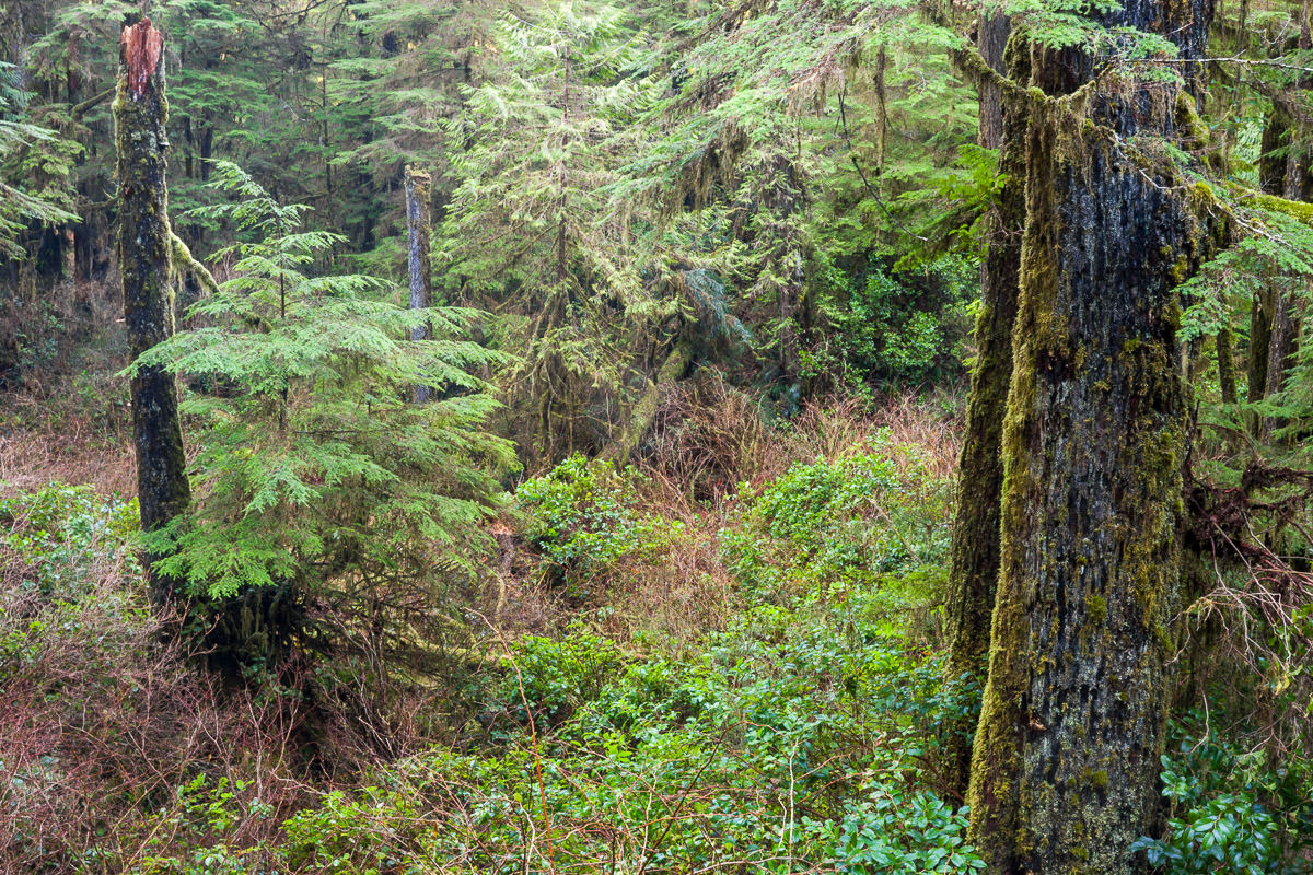 rainforest-trail-tofino-pacific-rim-1200px-10 Rainforest Trail – Tofino