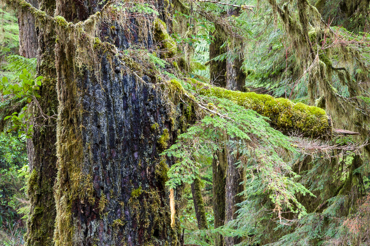 rainforest-trail-tofino-pacific-rim-1200px-12 Rainforest Trail – Tofino