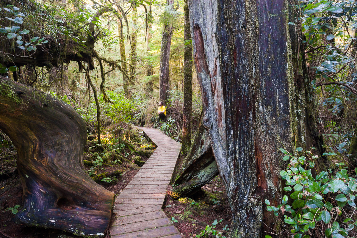 rainforest-trail-tofino-pacific-rim-1200px-2 Rainforest Trail – Tofino